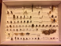 Our arthropod collection