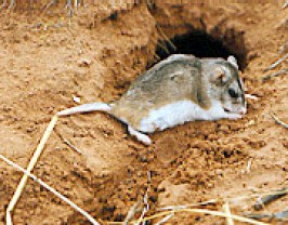 Northern Grasshopper mouse. Wikimedia Commons, Public Domain