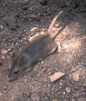 Southern Grasshopper Mouse. Wikimedia Commons. Public Domain