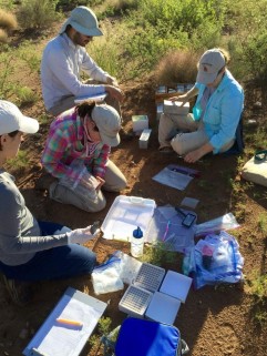 Collecting fecal (and ectoparasite) samples